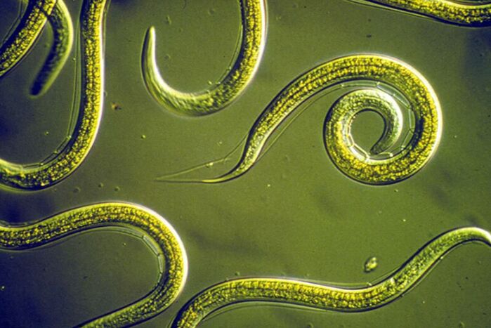 Parasitenreinigung